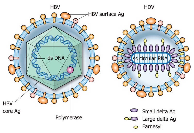 Cấu trúc virus viêm gan B và virus viêm gan D