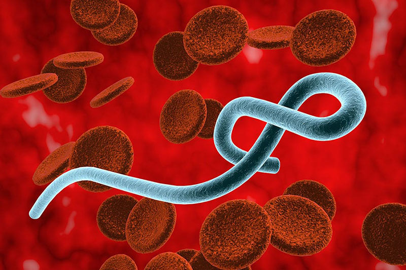 Hình thái của virus Ebola