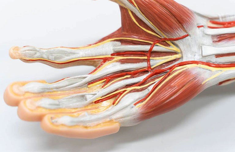 Gân là cấu trúc giúp các cơ bám vào xương, thực hiện chức năng vận động của cơ thể.