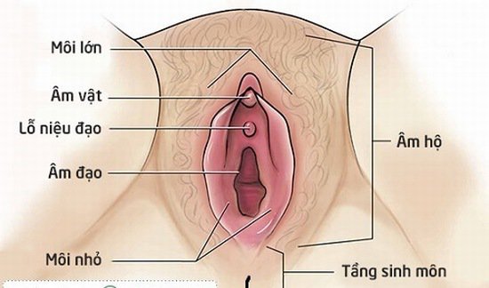 Tầng sinh môn chính là phần mô mềm nằm giữa hậu môn và âm đạo của người phụ nữ