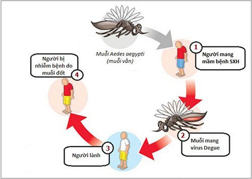 quá trình lây lan của sốt xuất huyết